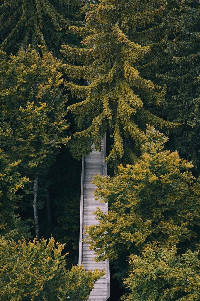 Whimsical Paths