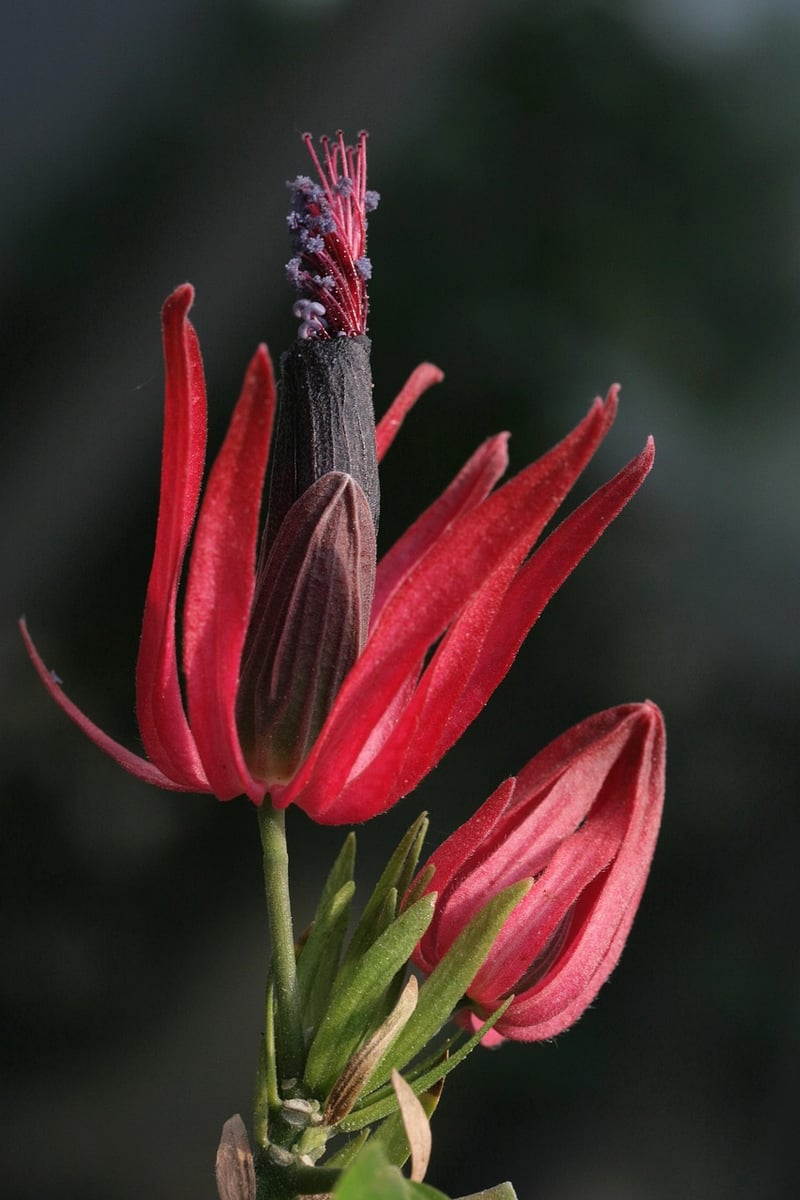 Earthly Blooms